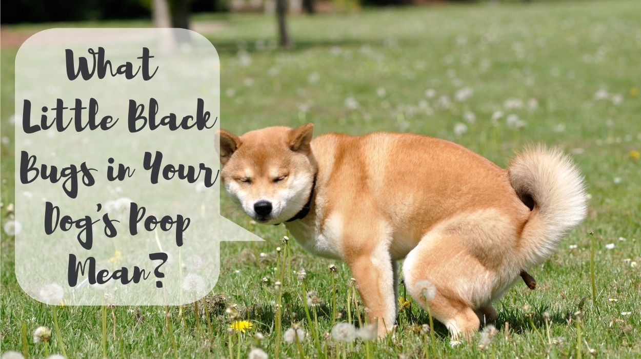 What Little Black Bugs in Your Dog's Poop Mean?