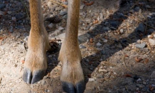 What Nutrition Do Deer Legs Offer To Dogs?
