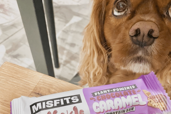 What are the risks of feeding protein bars to dogs