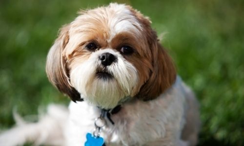 What is the approx number of puppies a Shih Tzu can have?