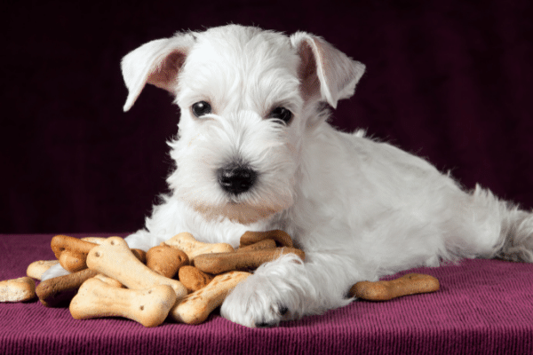What is the right amount of biscuits to give your dog