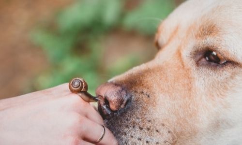 Which dog breeds are good at detecting smell?