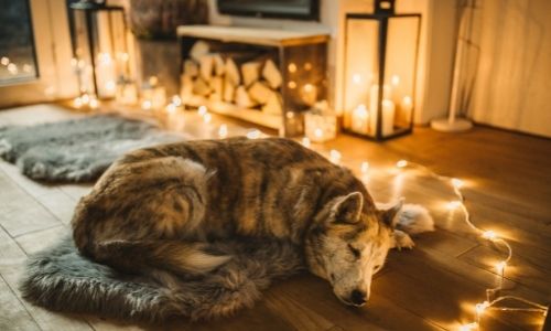 Why should you give your dog warm or heated water?