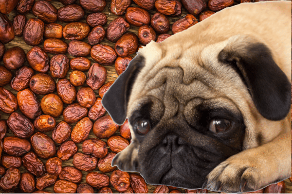 Why should you not feed the seeds of Jujube fruit to your dog