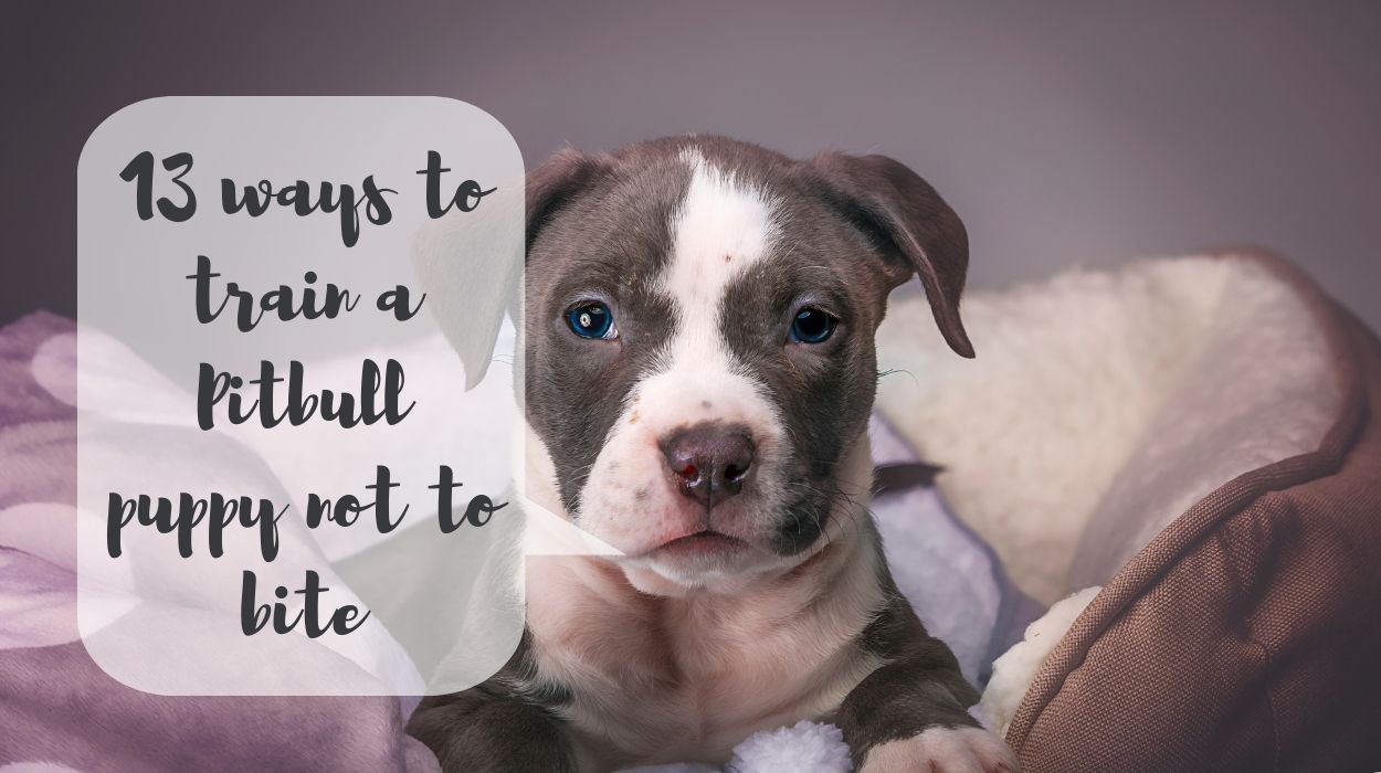 13 ways to train a Pitbull puppy not to bite