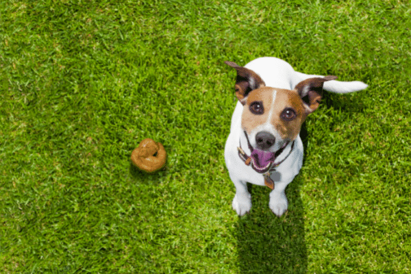 7 Reasons Why Your Dog's Poop Is White