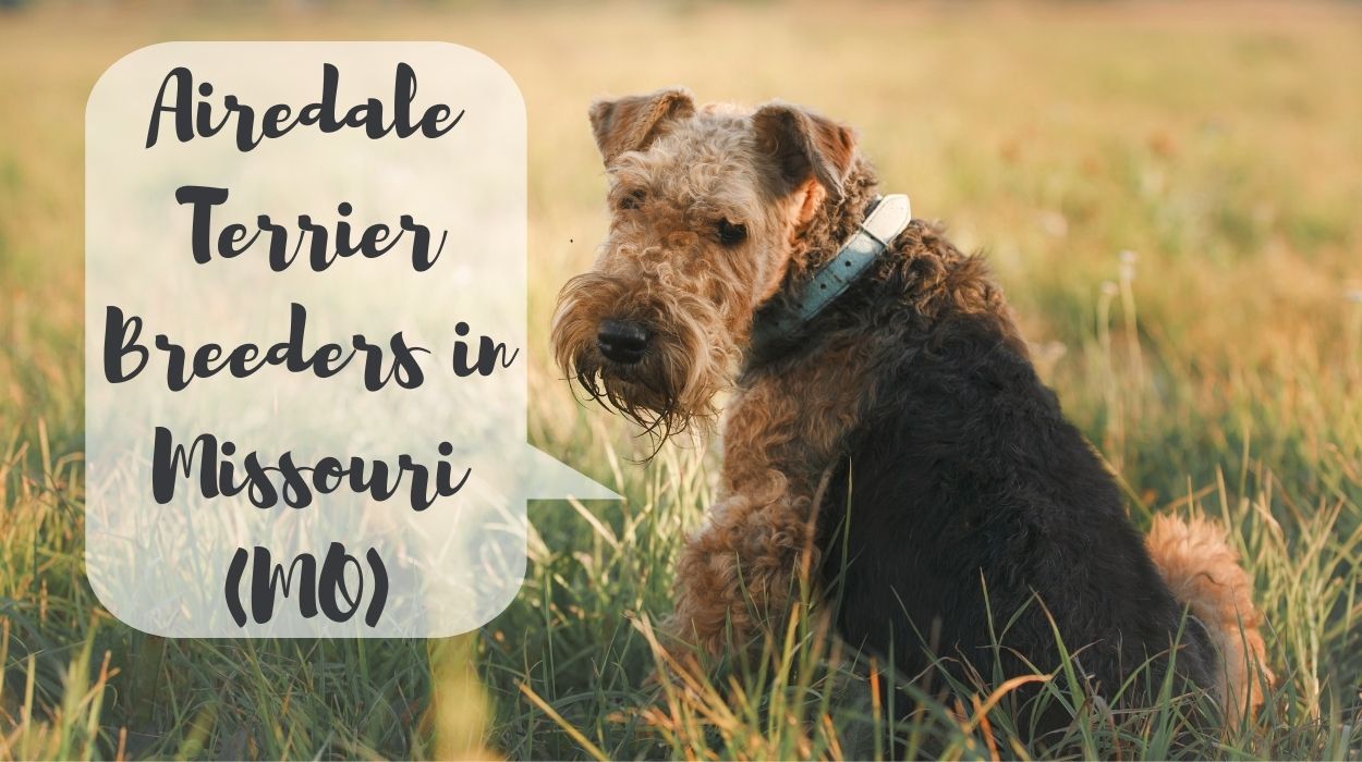 Airedale Terrier Breeders in Missouri (MO)