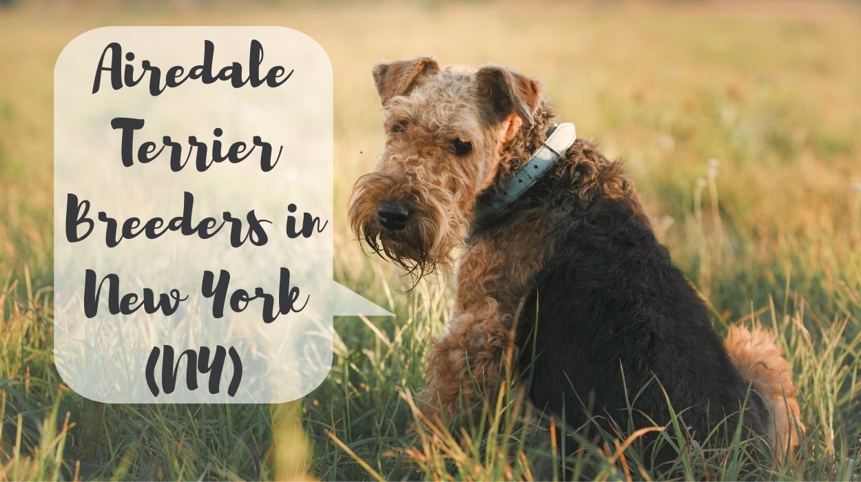 Airedale Terrier Breeders in New York (NY)