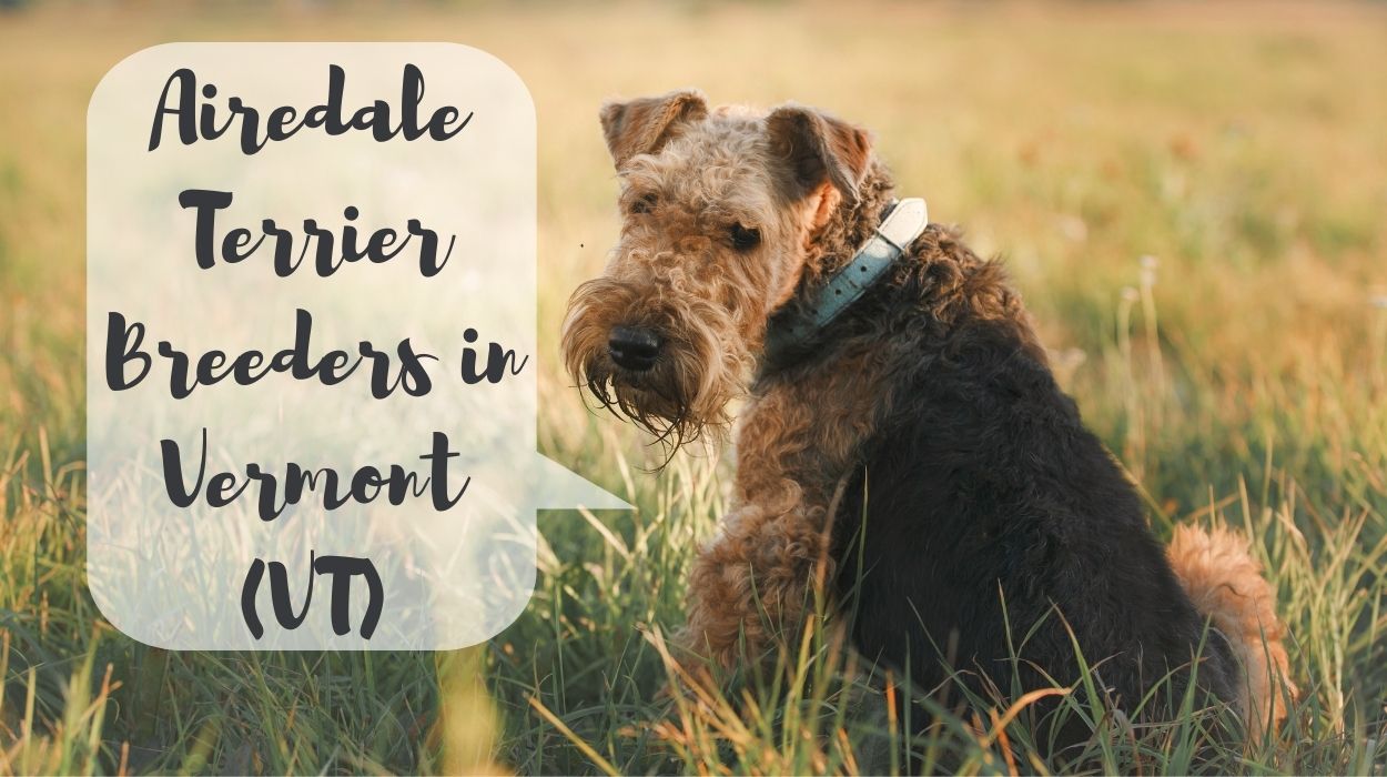 Airedale Terrier Breeders in Vermont (VT)