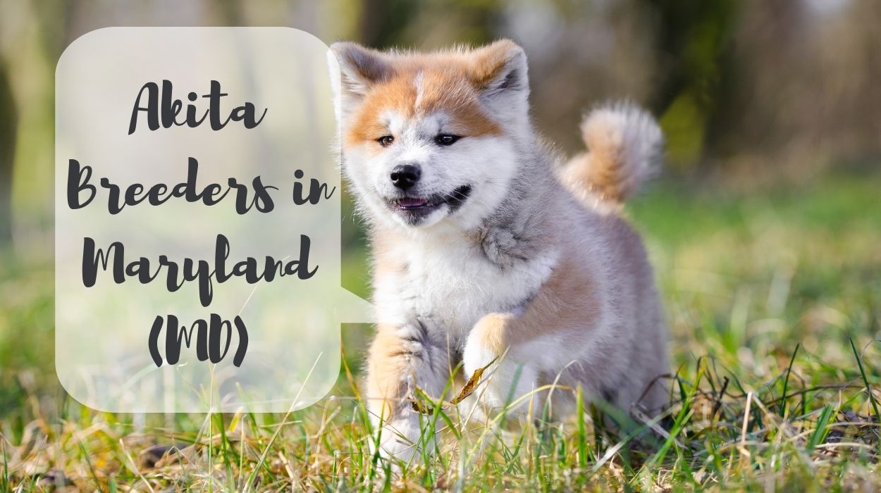 Akita Breeders in Maryland (MD)
