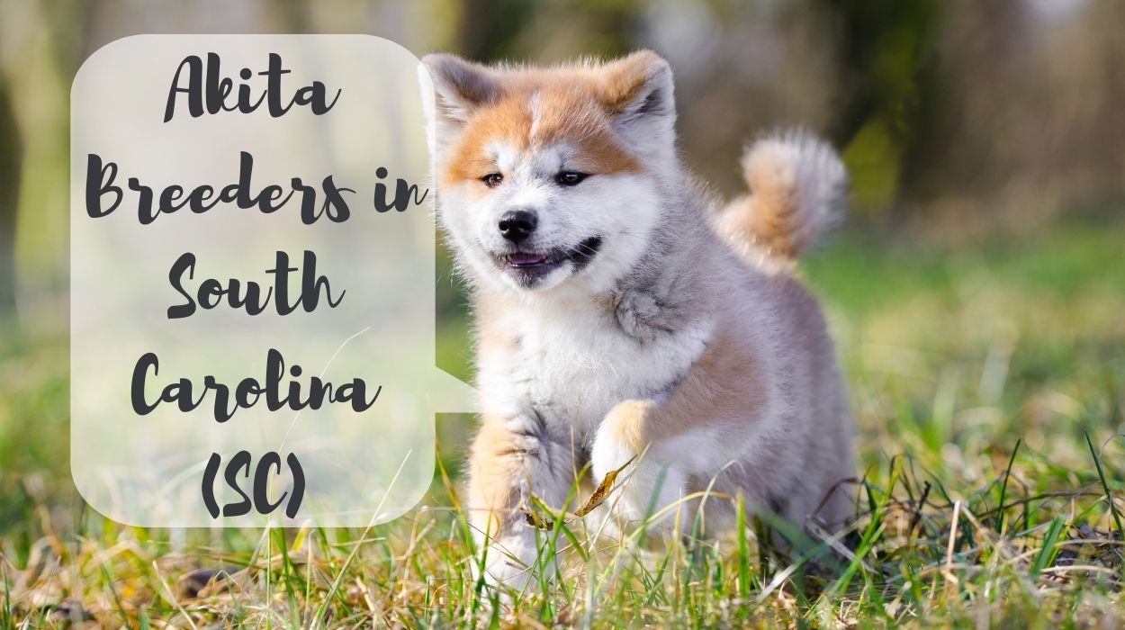 Akita Breeders in South Carolina (SC)
