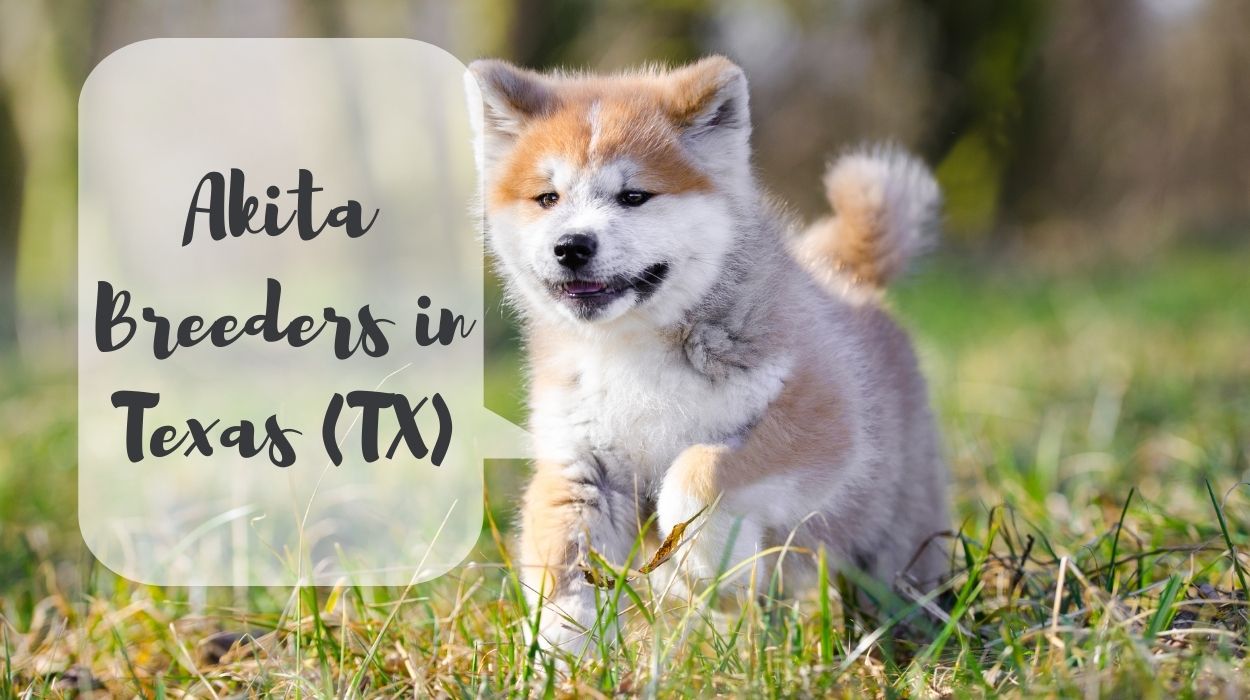 Akita Breeders in Texas (TX)