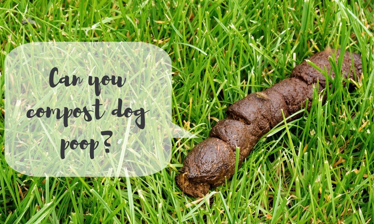 Can you compost dog poop?