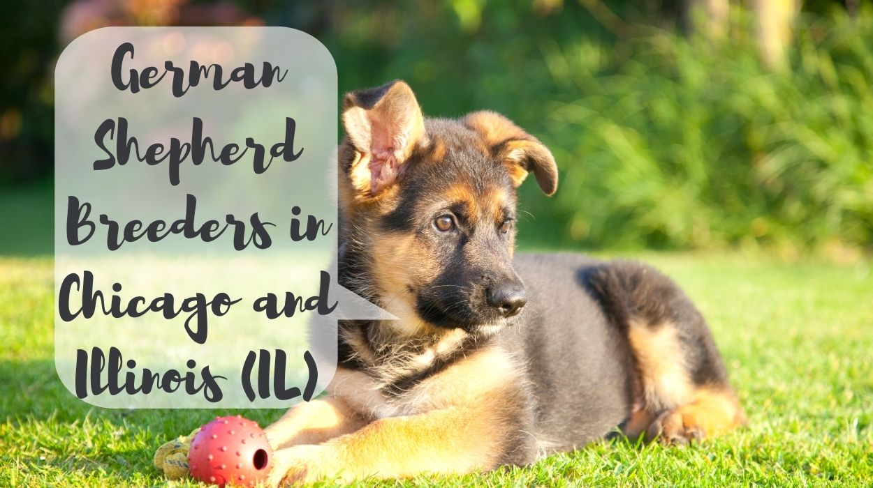 German Shepherd Breeders in Chicago and Illinois (IL)