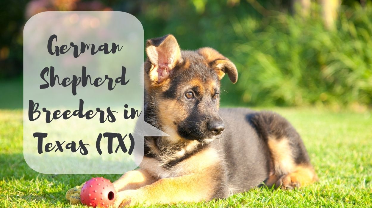 German Shepherd Breeders in Texas (TX)