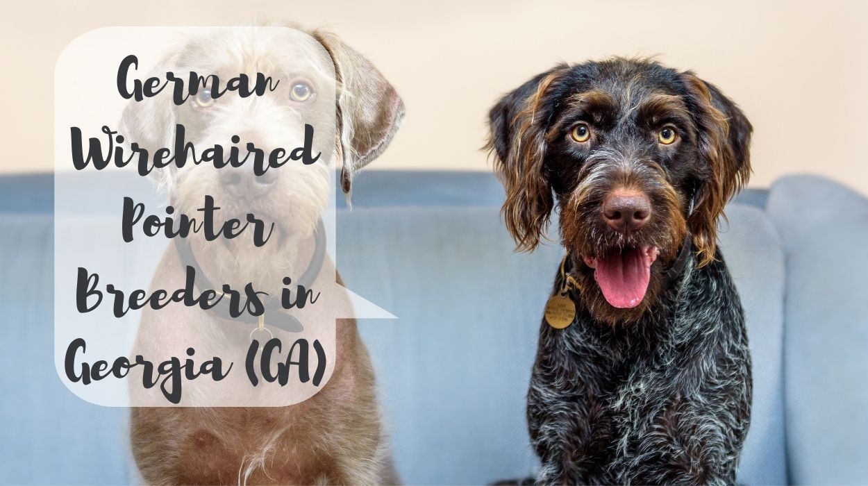 German Wirehaired Pointer Breeders in Georgia (GA)