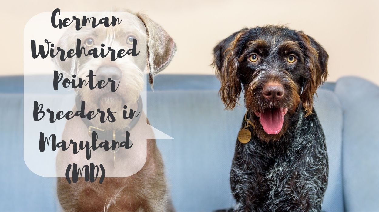 German Wirehaired Pointer Breeders in Maryland (MD)
