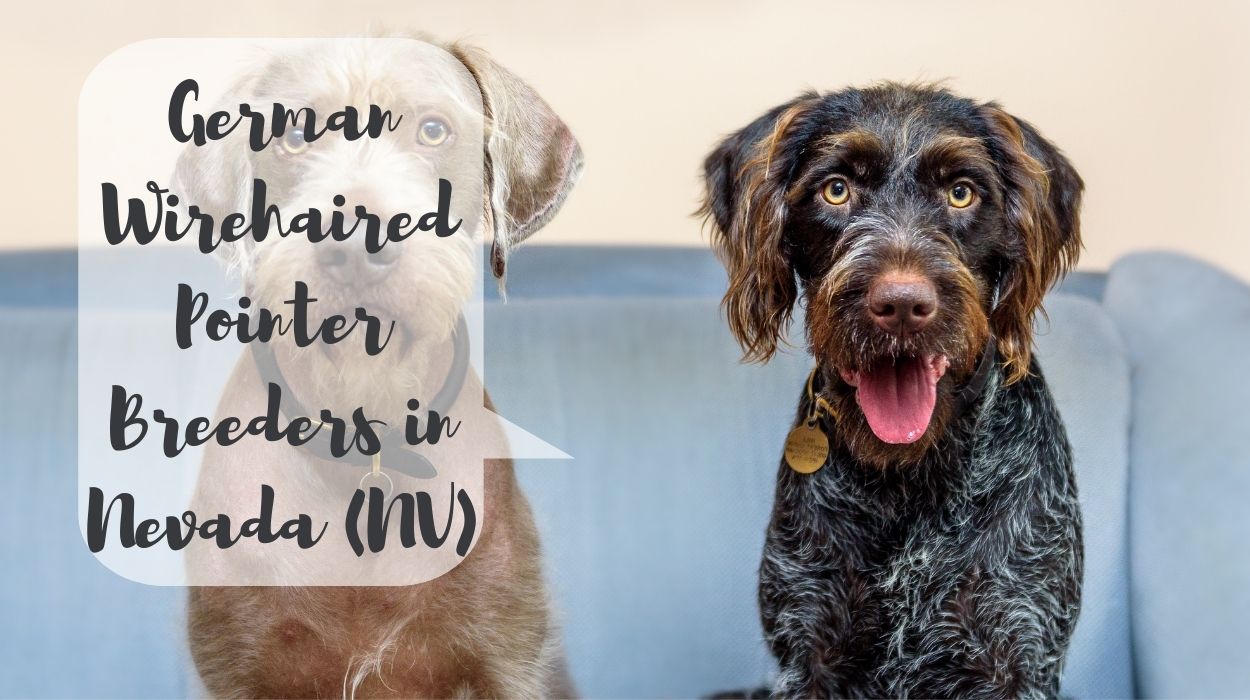 German Wirehaired Pointer Breeders in Nevada (NV)