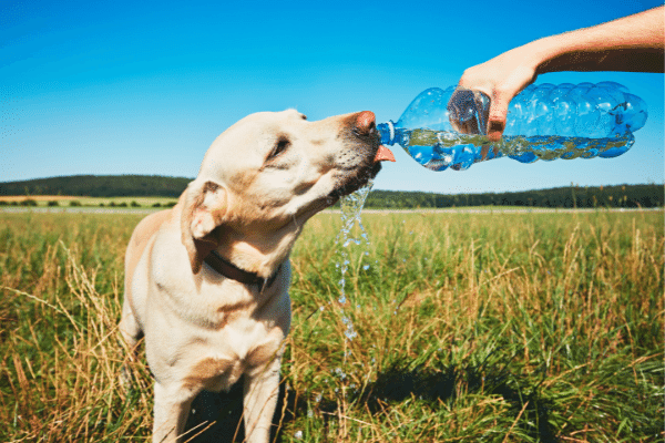 Give your dog enough water.