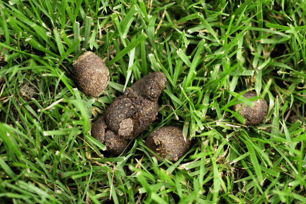 How to dissolve your dog's poop from the lawn