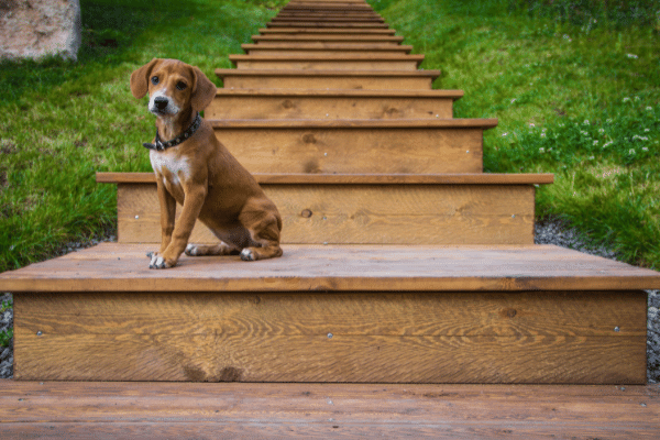 How to make stairs safe for dogs