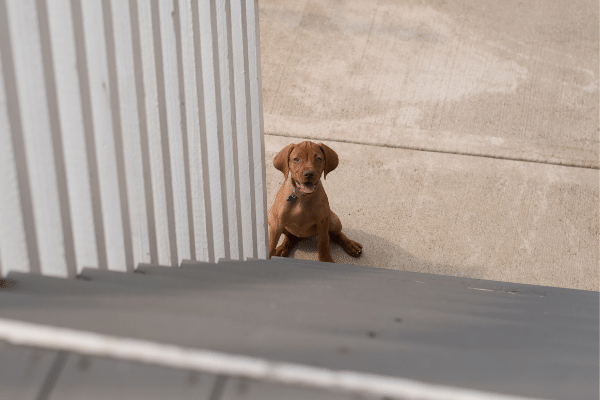 How to train a dog to climb stairs safely
