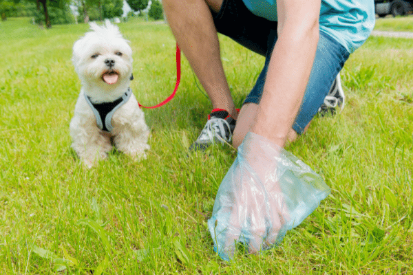 Is it okay to dissolve your dog's poop