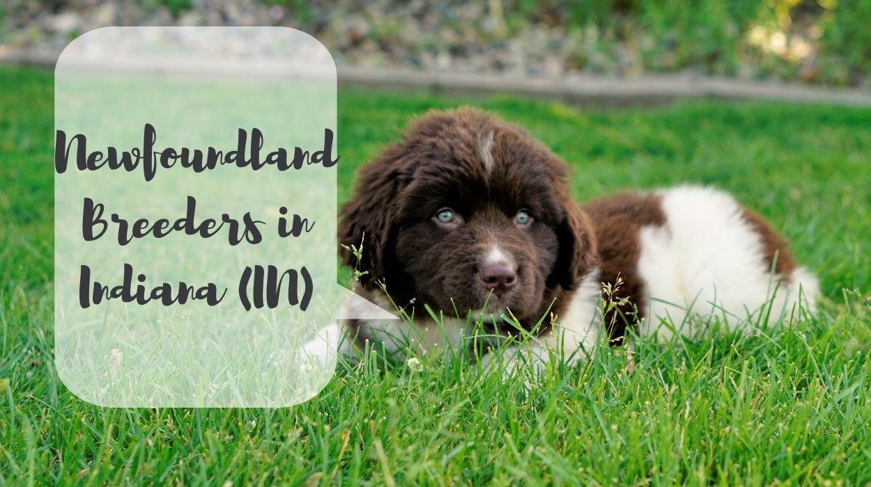 Newfoundland Breeders in Indiana (IN)