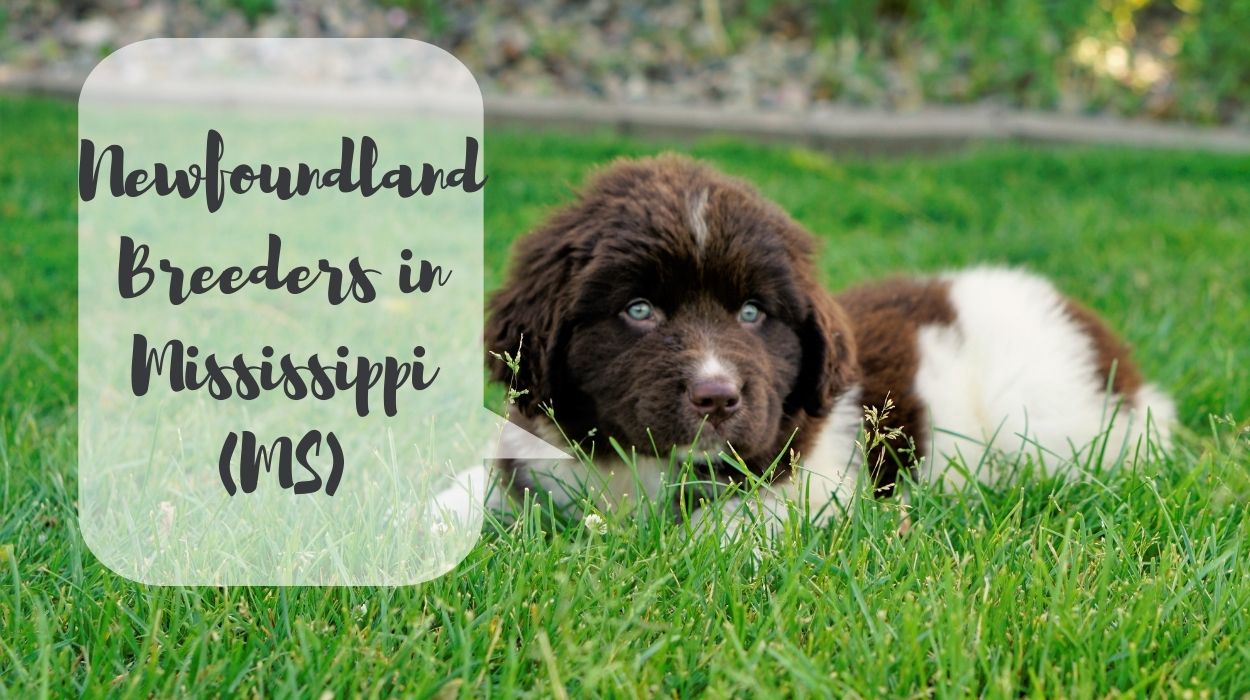Newfoundland Breeders in Mississippi (MS)