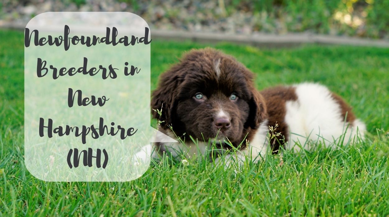 Newfoundland Breeders in New Hampshire (NH)