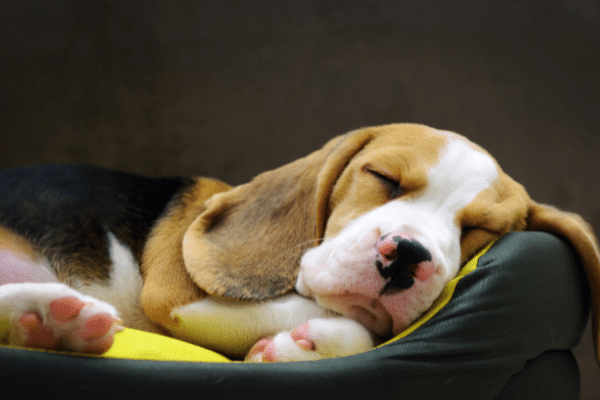 Reasons why your dog makes a gurgling sound while breathing and sleeping!