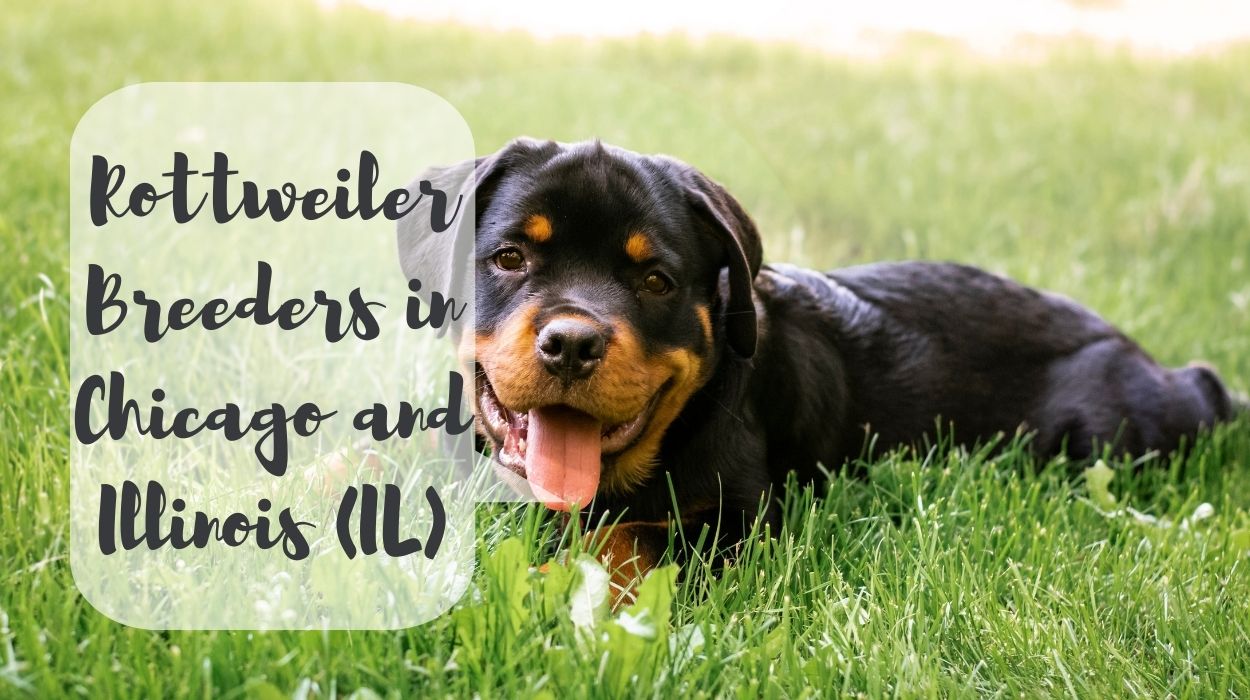 Rottweiler Breeders in Chicago and Illinois (IL)