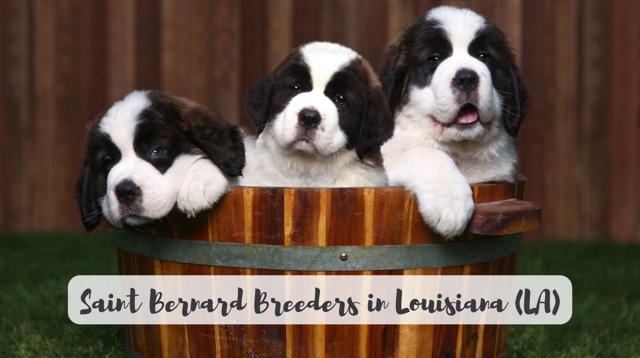 Saint Bernard Breeders in Louisiana (LA)