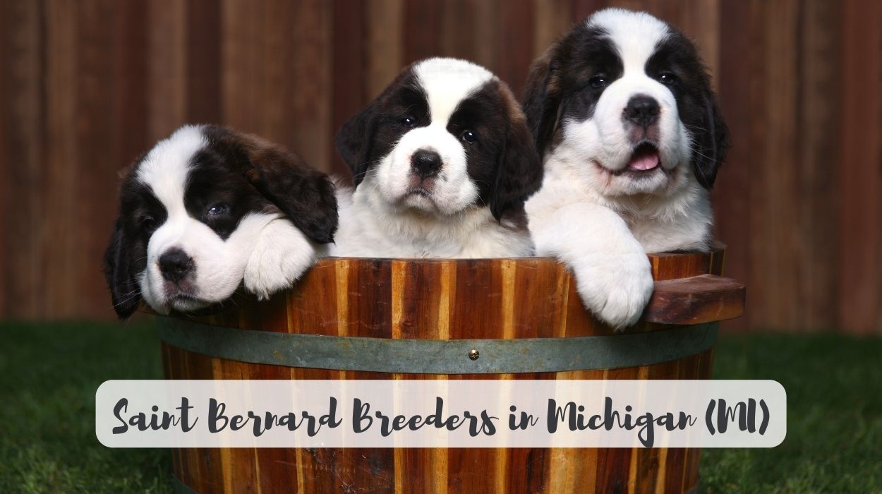 Saint Bernard Breeders in Michigan (MI)