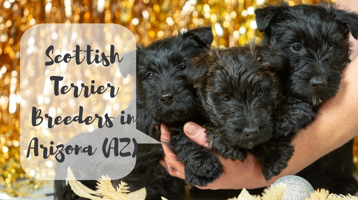 Scottish Terrier Breeders in Arizona (AZ)