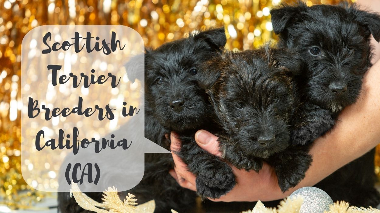 Scottish Terrier Breeders in California (CA)