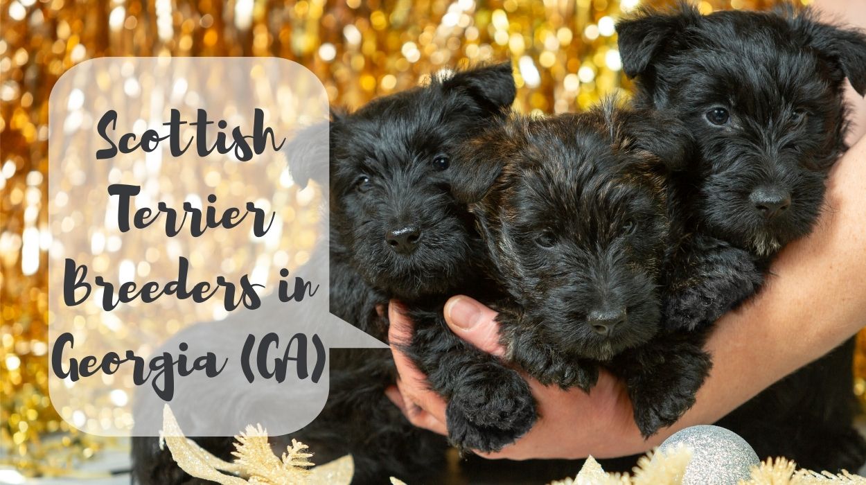 Scottish Terrier Breeders in Georgia (GA)