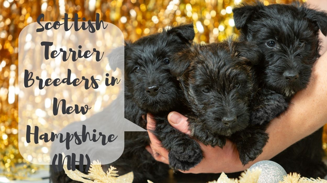 Scottish Terrier Breeders in New Hampshire (NH)
