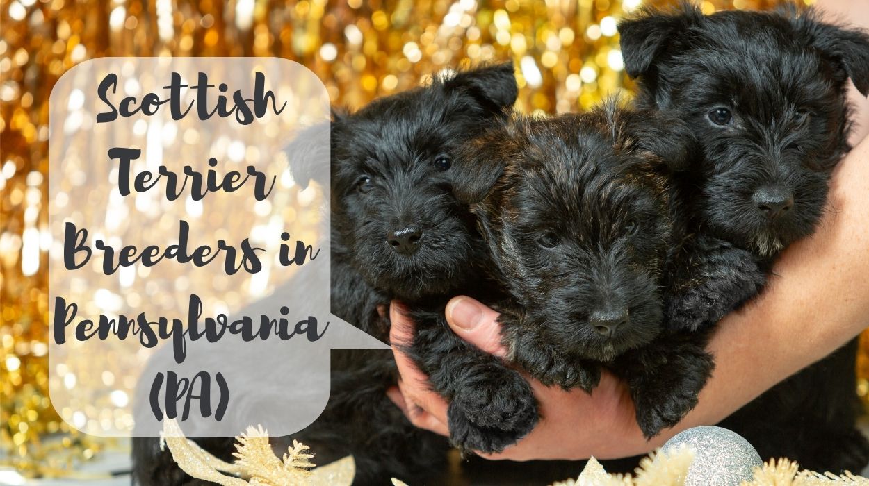 Scottish Terrier Breeders in Pennsylvania (PA)