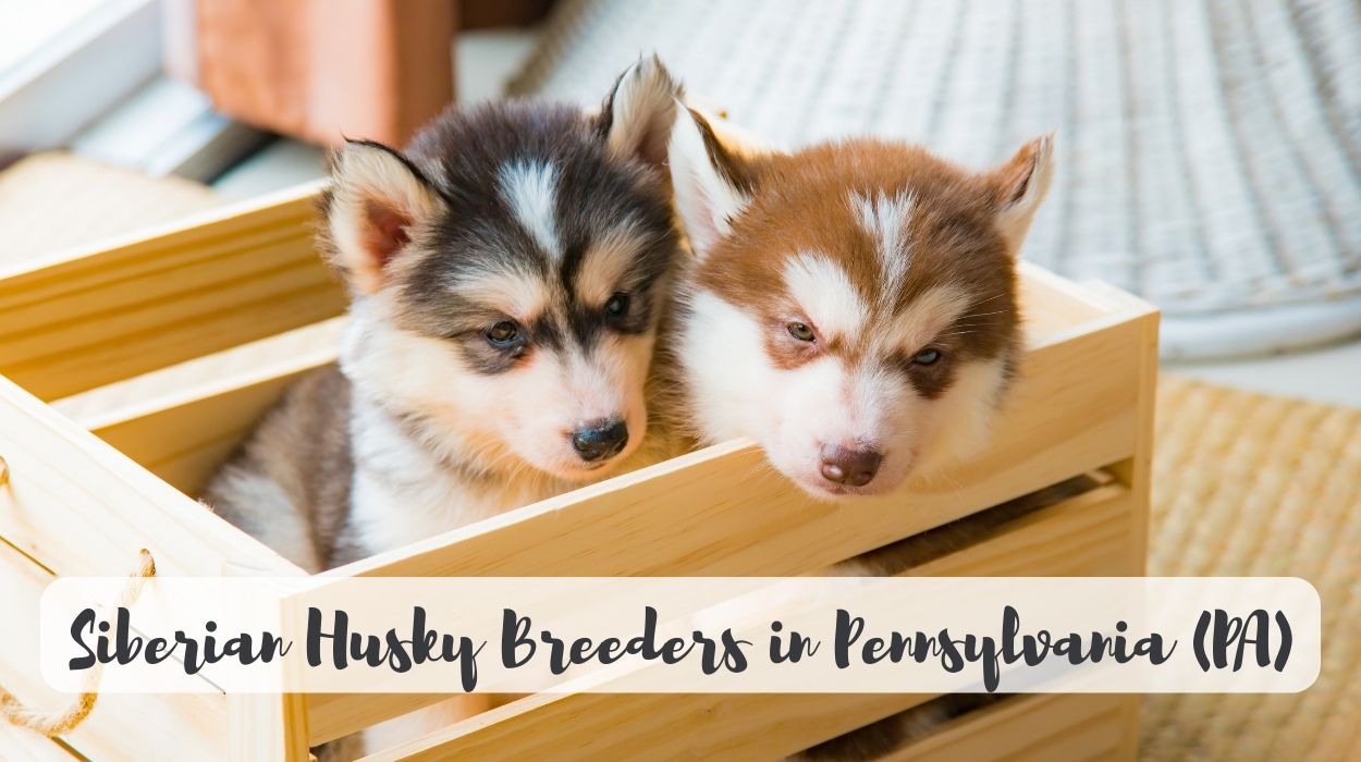 Siberian Husky Breeders in Pennsylvania (PA)