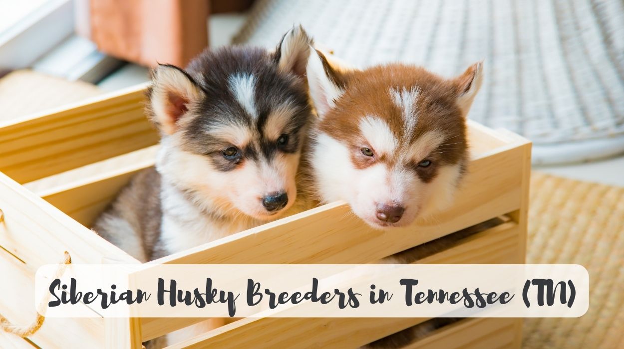 Siberian Husky Breeders in Tennessee (TN)
