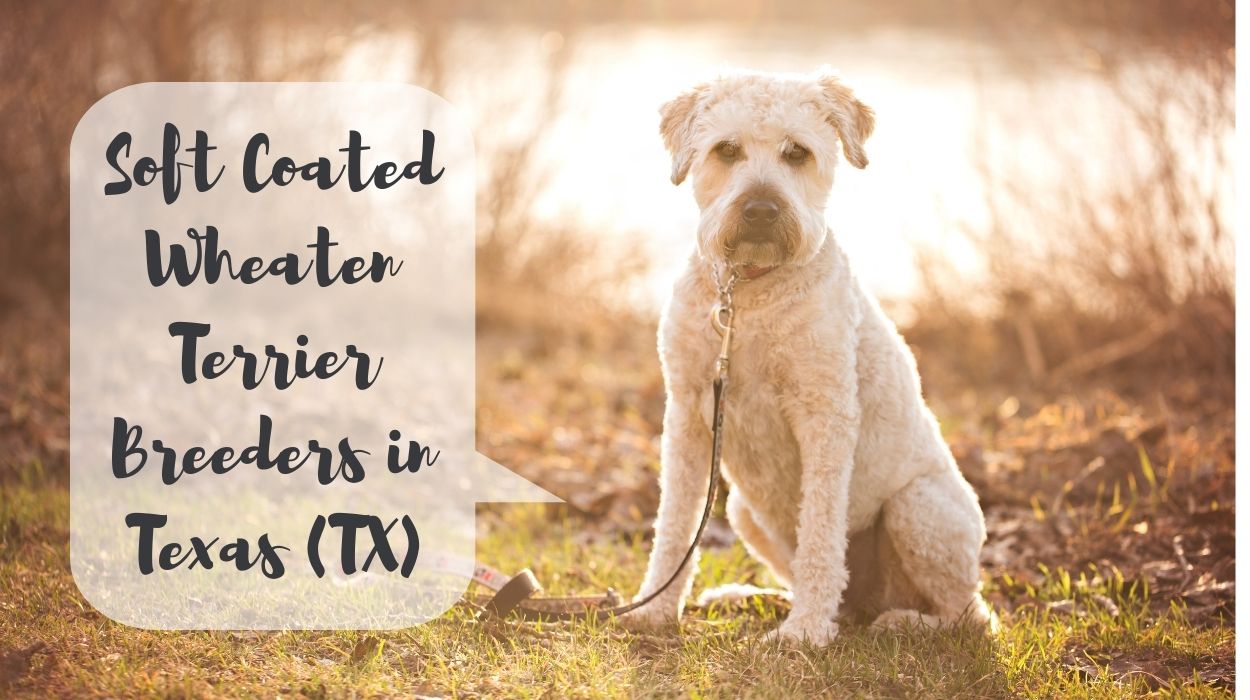 Soft Coated Wheaten Terrier Breeders in Texas (TX)