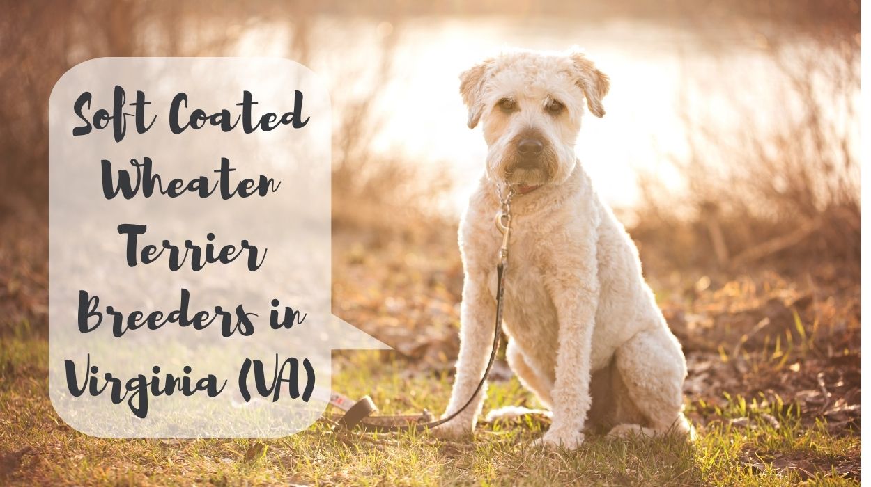 Soft Coated Wheaten Terrier Breeders in Virginia (VA)