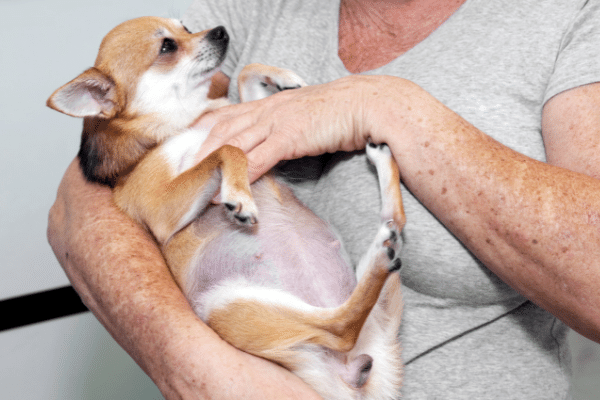 Symptoms to know your dog is pregnant