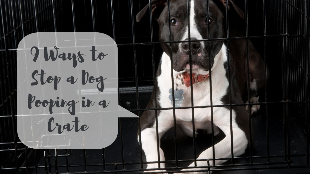 9 Ways to Stop a Dog Pooping in a Crate