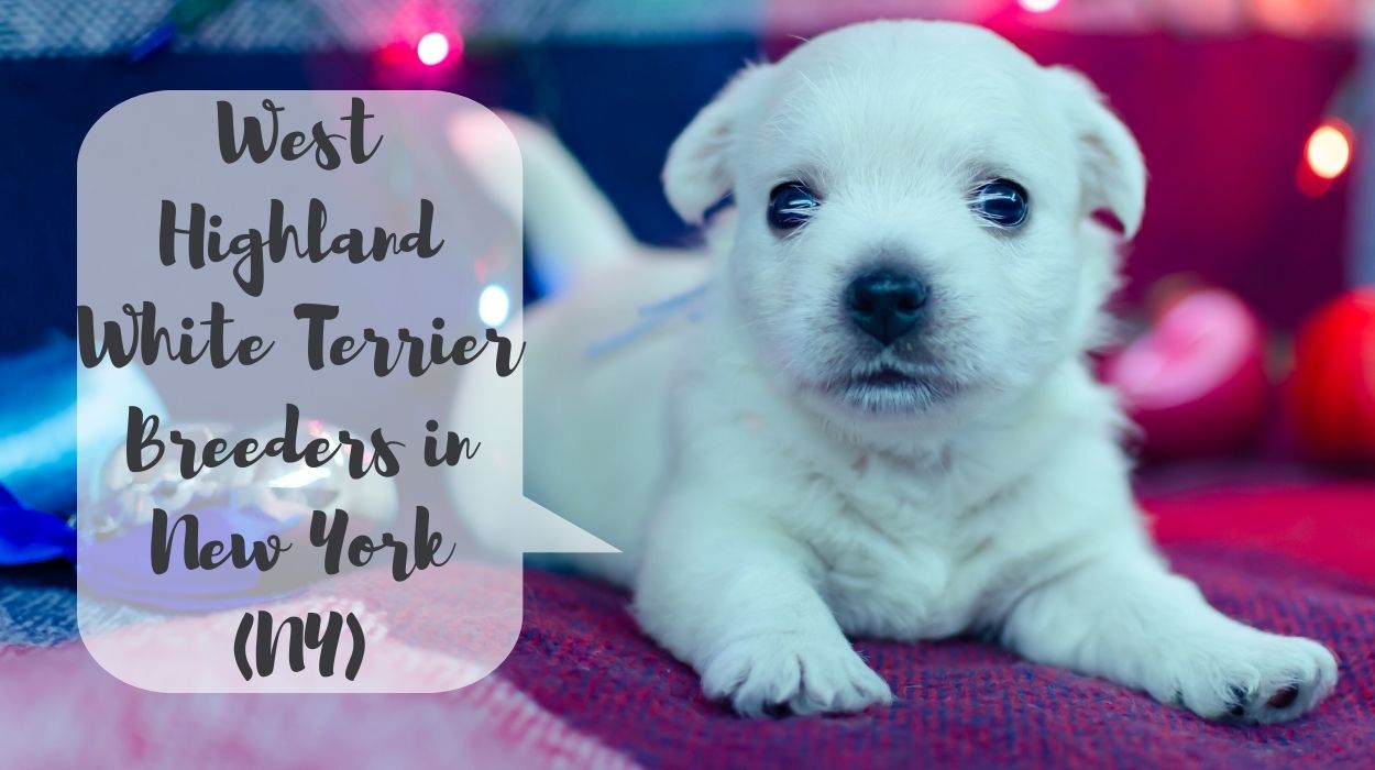West Highland White Terrier Breeders in New York (NY)