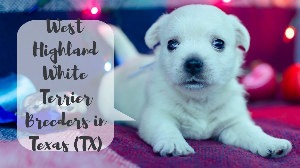 West Highland White Terrier Breeders in Texas (TX)