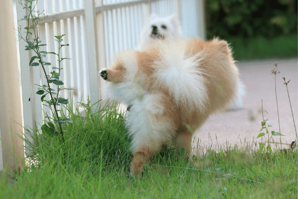 When dogs pee on grass, why does it kill it