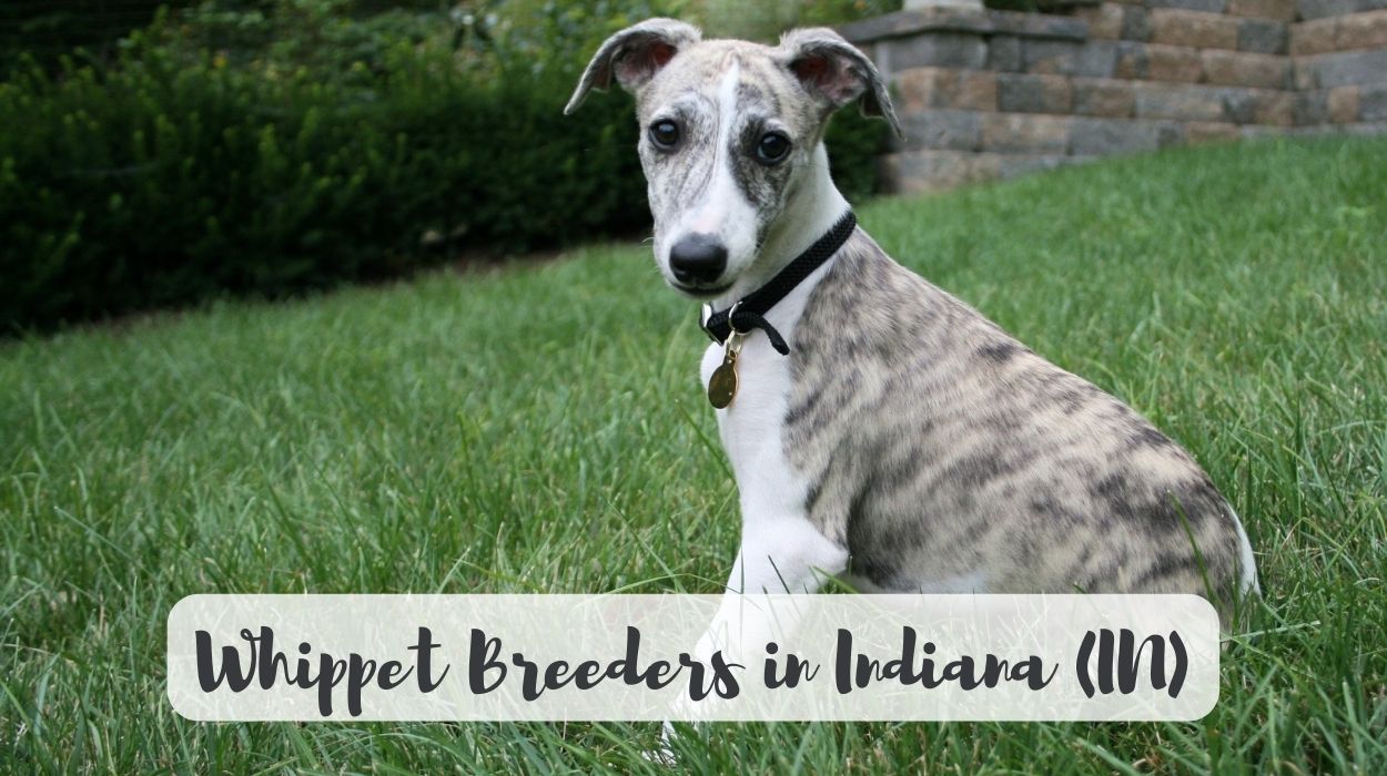 Whippet Breeders in Indiana (IN)
