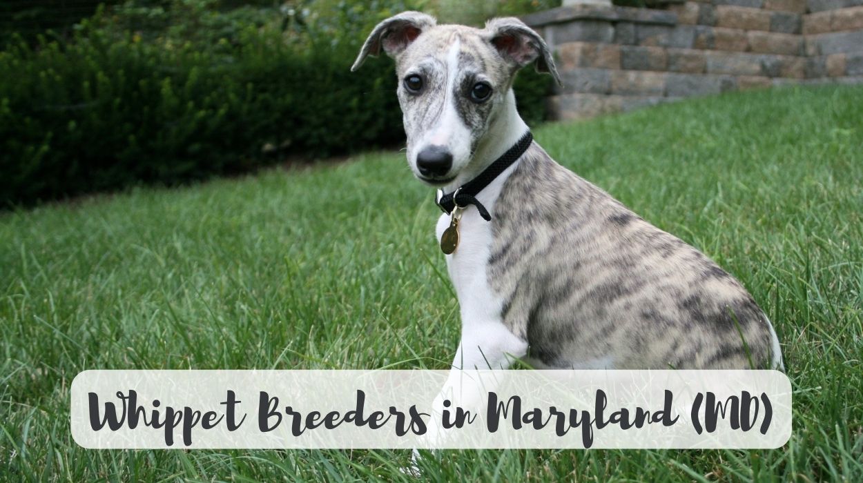 Whippet Breeders in Maryland (MD)